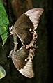 Papilio ulysses