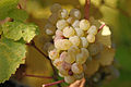 German Riesling B grapes at maturity