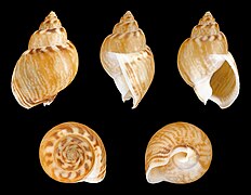 Nassarius mutabilis (Mutable Nassa), Shell