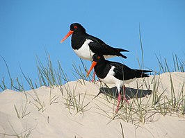 Australische bonte scholekster