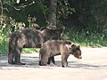 Barna medvék (Ursus arctos)