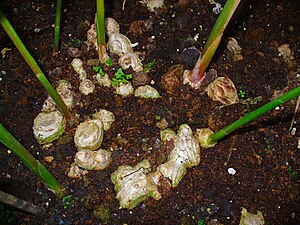 Jordstam hos ingefära, Zingiber officinale