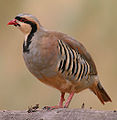 Kewê gozel (Alectoris chukar)