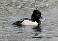 Male, Ralph B. Clark Park Buena Park, CA, USA