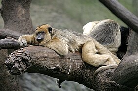 Black howler monkey