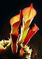 Sarraceniaceae (Heliamphora ionasii)