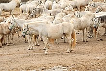 Groupe de chevaux dans les tons blanc-crème.