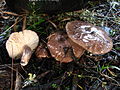 Lactarius pseudomucidus