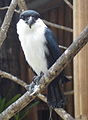 Philippine falconet