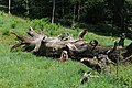 Fürst-Pückler-Park Bad Muskau in der Oberlausitz (Deutschland/Polen)