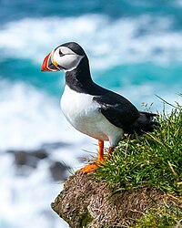 Papageitaucher (Fratercula arctica) (von Richard Bartz)