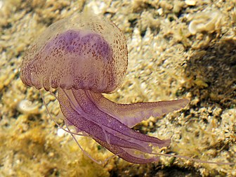 Une pélagie (Pelagia noctiluca) dans une flaque de la côte sud de la Sardaigne. (définition réelle 3 656 × 2 742)