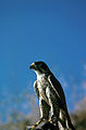 Peregrine falcon