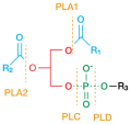 Phospholipase cleavage sites