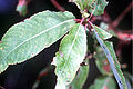 Salix amygdaloides