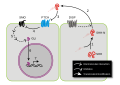 Sonic Hedgehog Signaling Pathway