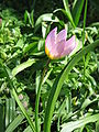 Tulipa saxatilis