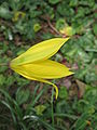 Tulipa sylvestris flower half-open