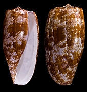 Conus geographus (Geography Cone), shell