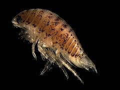 Eurydice pulchra (Speckled sea louse)