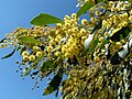 Image 8Golden Wattle, Australia's floral emblem and the source of Australia's national colours, green and gold (from Culture of Australia)