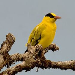 Naamiokuhankeittäjä (Oriolus chinensis)