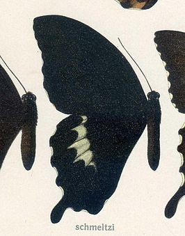 Papilio schmeltzi