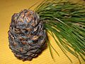 Pinus cembra