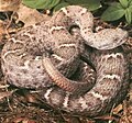 Crotalus willardi