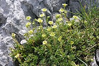 Saxifraga scardica