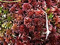 Sphagnum moas