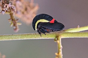 Membracis bucktoniPantanal, Brazil