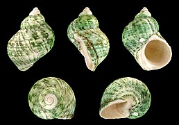 Turbo sparverius (Corded Turban), Shell