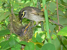 A yellow-faced honeyeater feeding its chicks in a nest in a rose bush