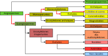 "Représentation graphique de la classification phylogénétique"