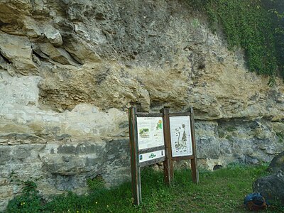 Falaise de Coniacien à Cognac.