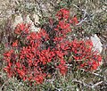 Desert paintbrush (Castilleja chromosa)