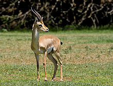 Photographie d'une gazelle.