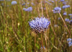 Jasione des montagnes.