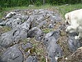 Weathering in limestone. Norway.