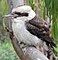 Kookaburra