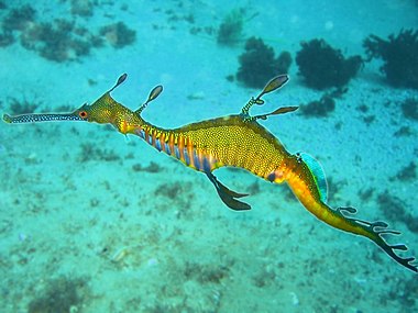 Weedy Sea Dragon.