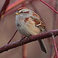 American Tree Sparrow