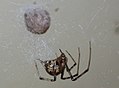 Amerikāņu mājas zirneklis, Parasteatoda tepidariorum, zirnekļa tīkla zirneklis