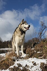 Schlittenhund (von Richard Bartz)