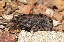 Voracious Shrew