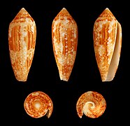 Conus aureus (Aureus Cone), Shell