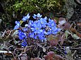 Im zeitigen Frühjahr färben die zahllosen Blüten der Leberblümchen den Waldboden blau ein.