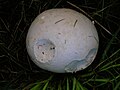 The giant puff-ball mushroom (Calvatia gigantea) near the castle