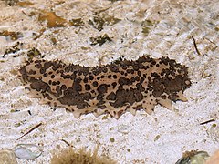 Isostichopus badionotus (Chocolate chip sea cucumber)